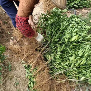 福建漳州橘子🍊苗，一手货源