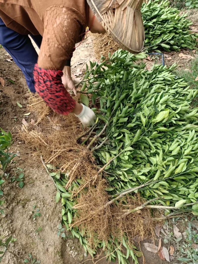 福建漳州橘子🍊苗，一手货源