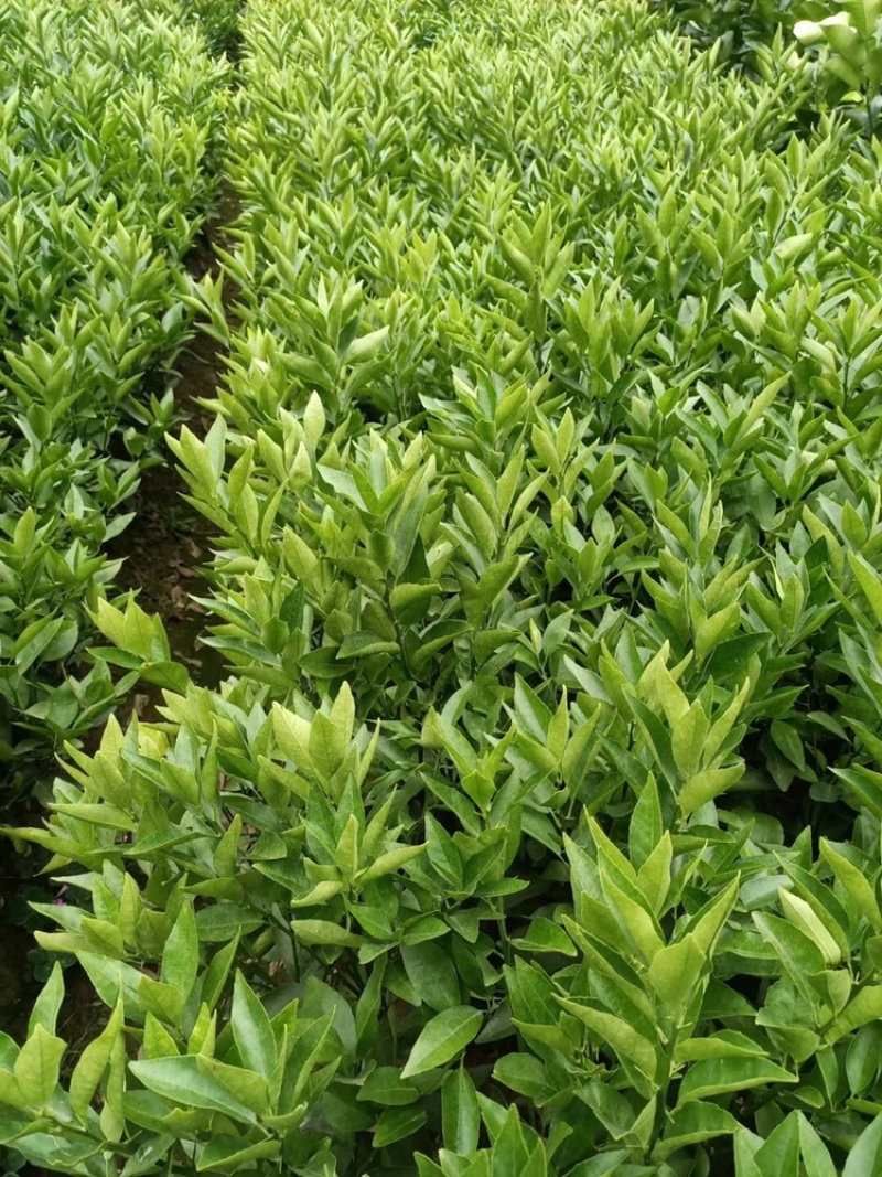 福建漳州橘子🍊苗，一手货源
