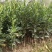 福建漳州橘子🍊苗，一手货源