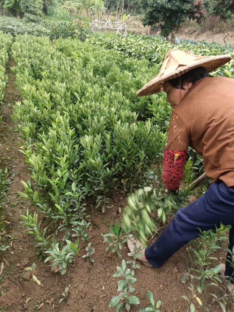 福建漳州橘子🍊苗，一手货源