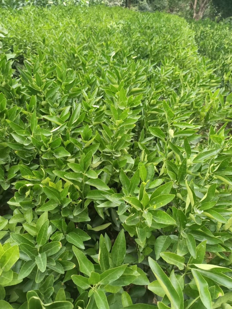 福建漳州橘子🍊苗，一手货源