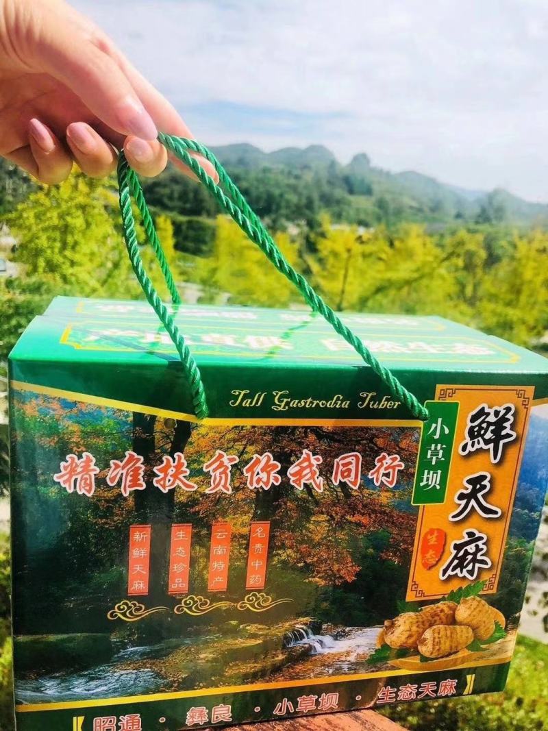 鲜天麻，正宗小草坝乌天麻