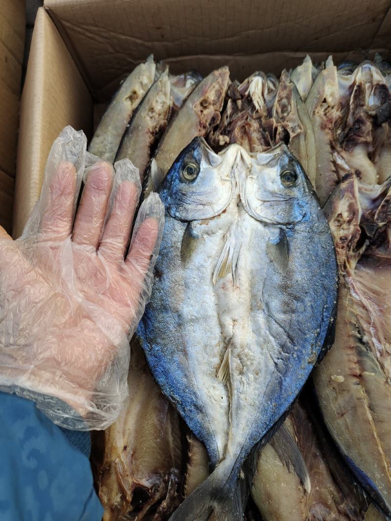 黄金鲅鱼腌制咸鱼干，开背去内脏可视频看货一手货源无差价