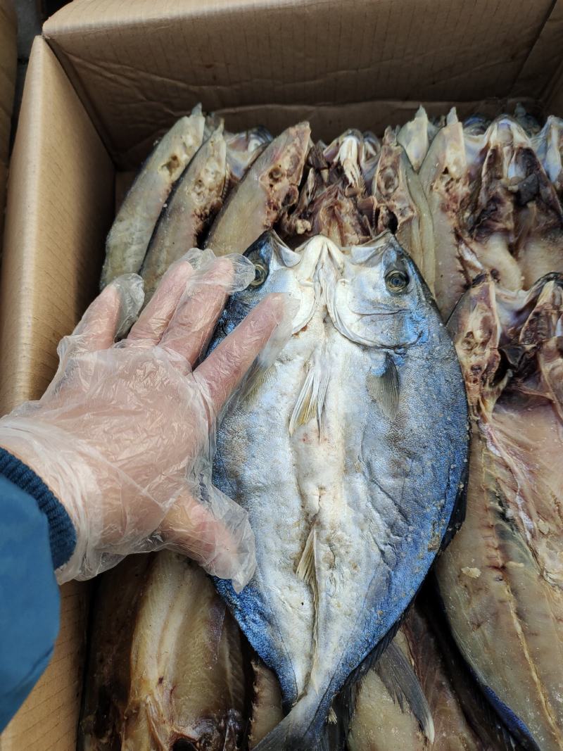 黄金鲅鱼腌制咸鱼干，开背去内脏可视频看货一手货源无差价
