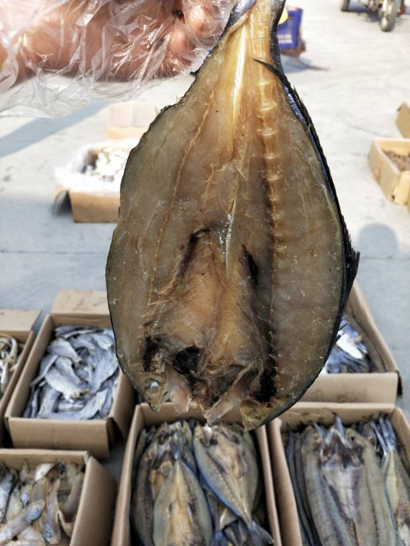 黄金鲅鱼腌制咸鱼干，开背去内脏可视频看货一手货源无差价