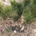 黑松小盆景，五年杯，三公分左右，规格其全