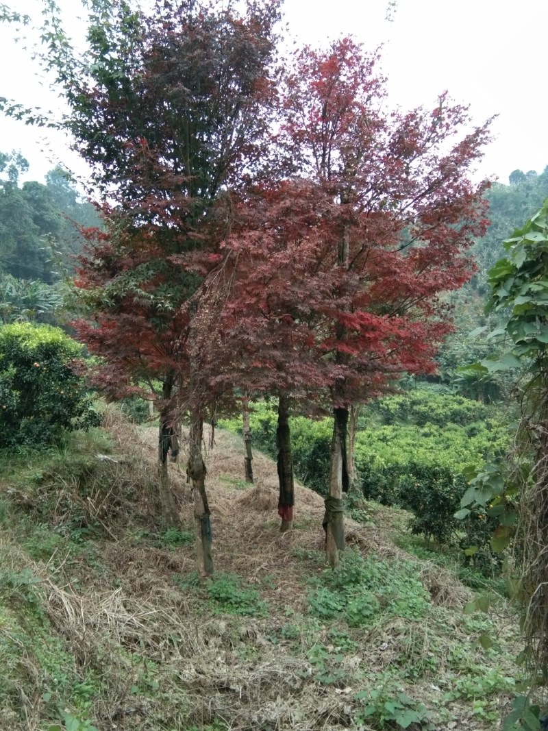 本场自己嫁接的红枫没有中间商赚差价，米径15一25公分