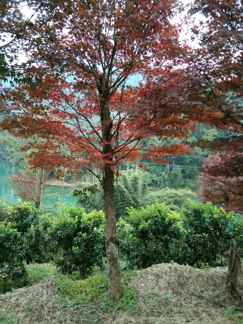本场自己嫁接的红枫没有中间商赚差价，米径15一25公分