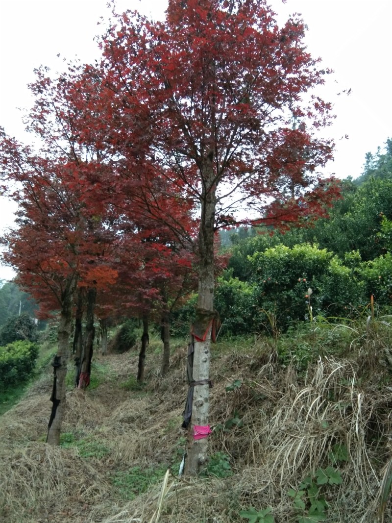 本场自己嫁接的红枫没有中间商赚差价，米径15一25公分
