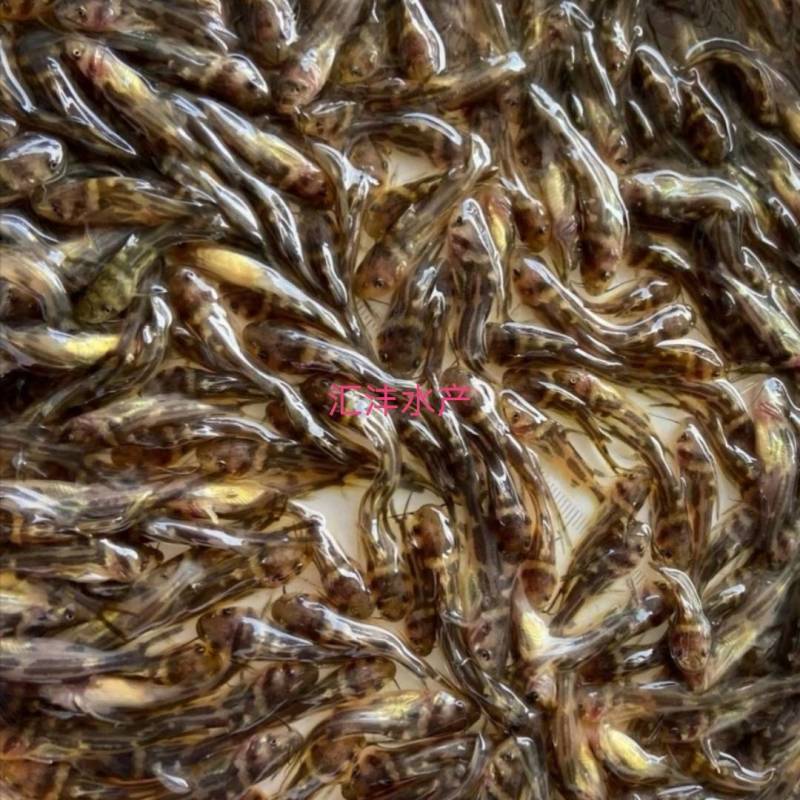 淡水石斑鱼苗，石斑鱼苗，广东淡水石斑鱼苗，小溪石斑鱼！