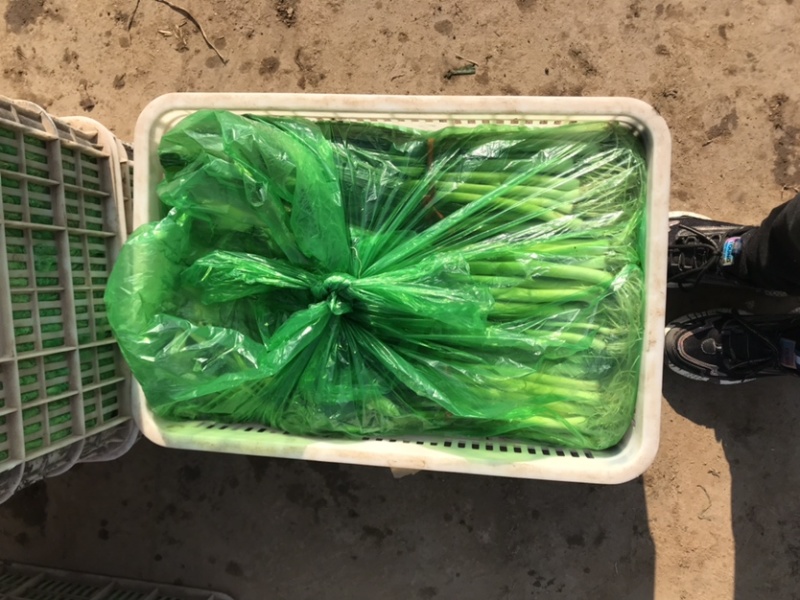 精品优质蒜苗大量上市水洗的泥的都有前来考察