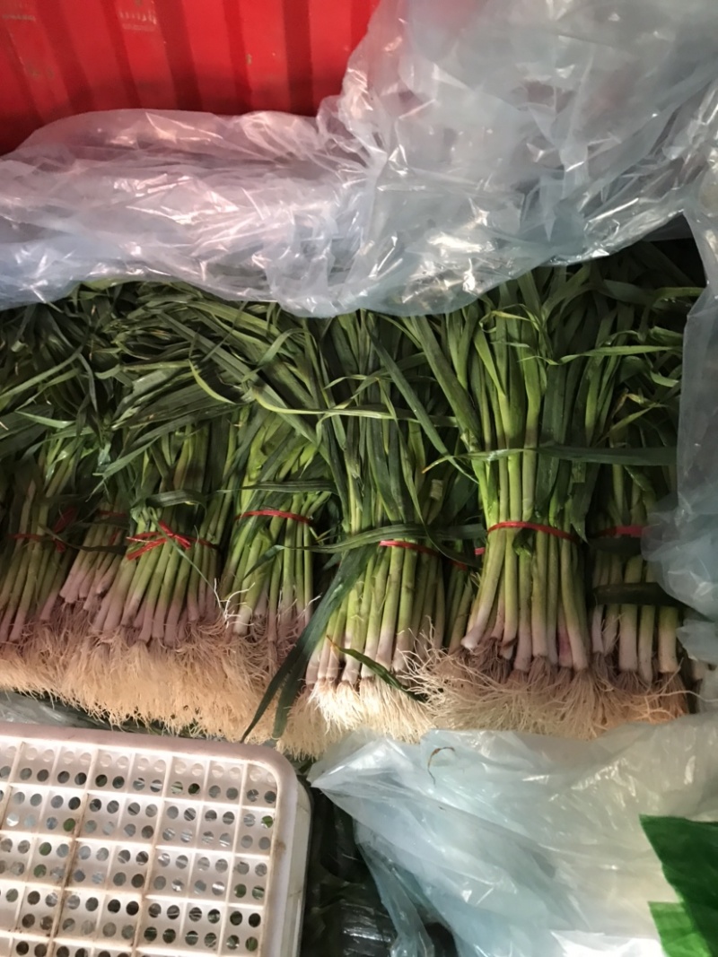 精品优质蒜苗大量上市水洗的泥的都有前来考察