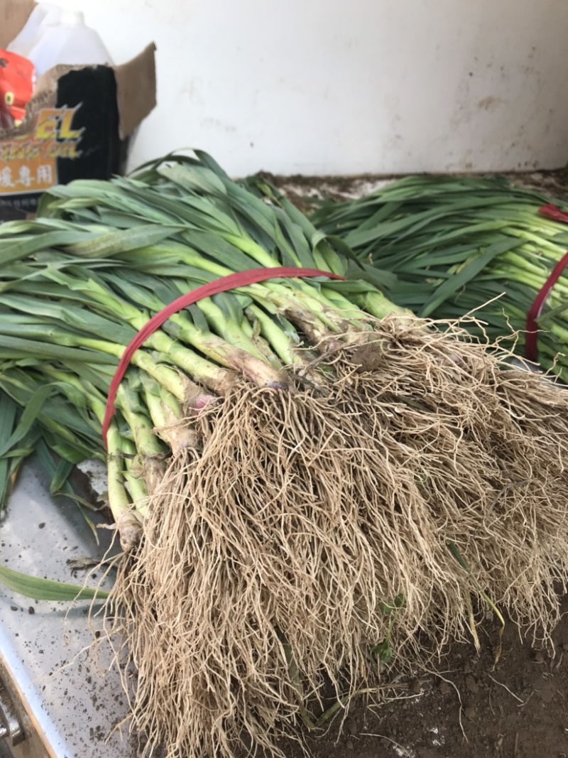 精品优质蒜苗大量上市水洗的泥的都有前来考察