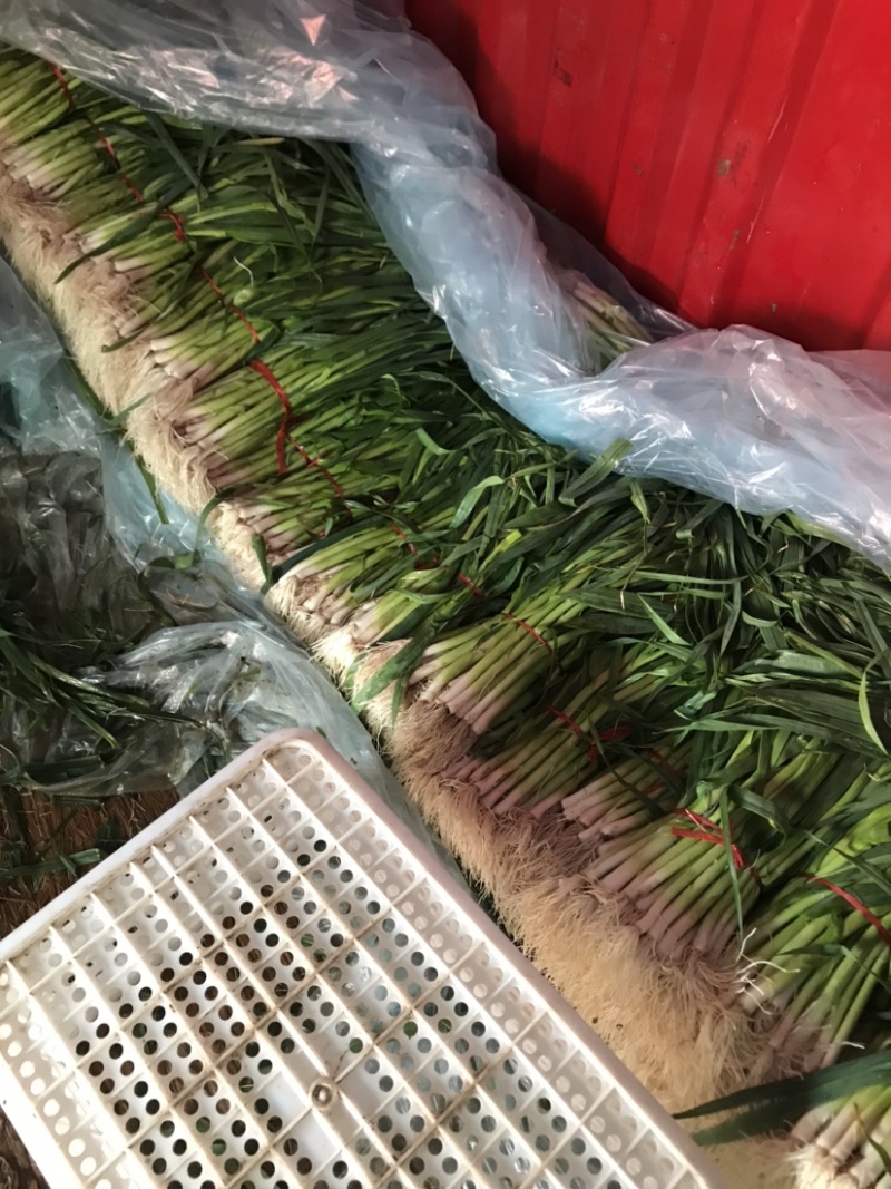 精品优质蒜苗大量上市水洗的泥的都有前来考察