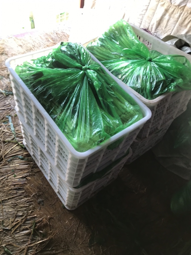精品优质蒜苗大量上市水洗的泥的都有前来考察