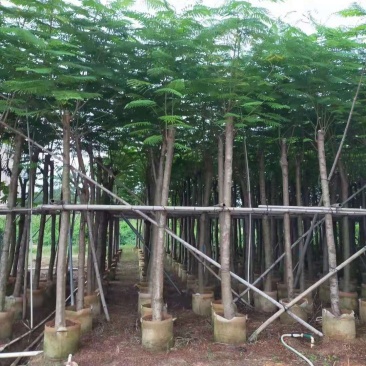 凤凰木10-15公分大叶（花）紫薇8-10公分