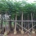 凤凰木10-15公分大叶（花）紫薇8-10公分