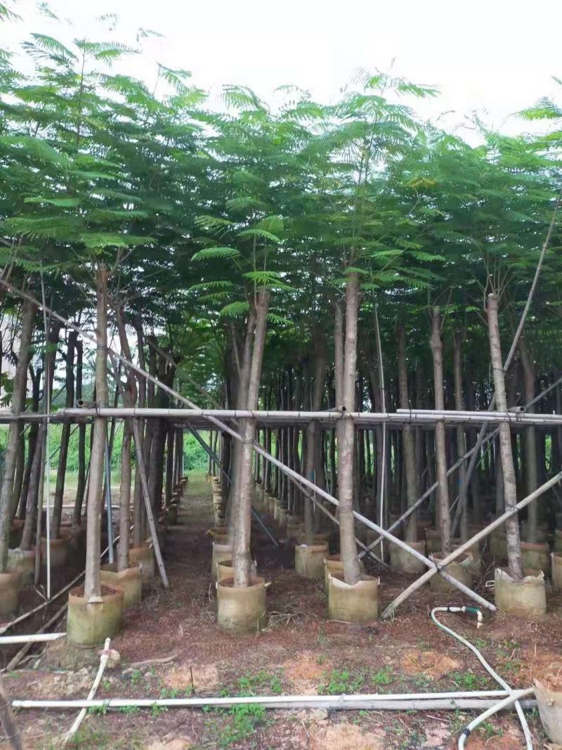 凤凰木10-15公分大叶（花）紫薇8-10公分