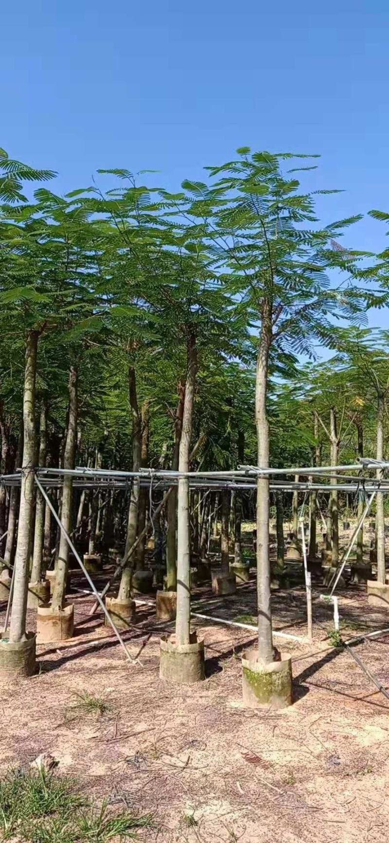 凤凰木10-15公分大叶（花）紫薇8-10公分