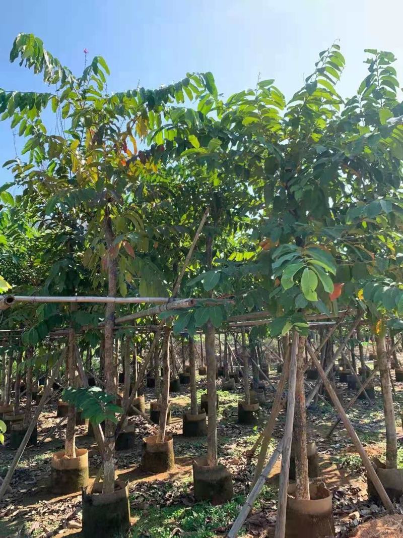 凤凰木10-15公分大叶（花）紫薇8-10公分