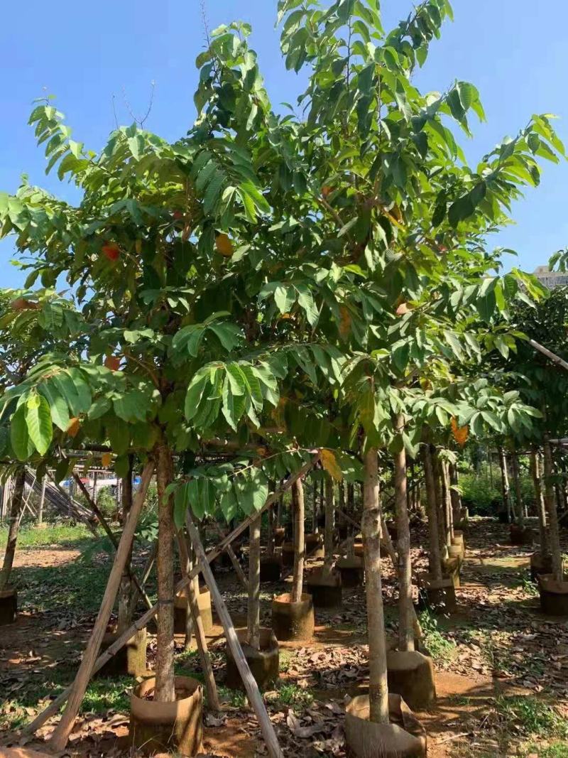 凤凰木10-15公分大叶（花）紫薇8-10公分