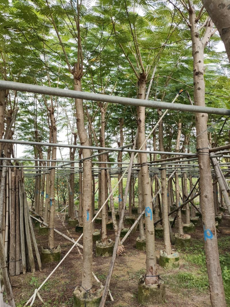 凤凰木10-15公分大叶（花）紫薇8-10公分