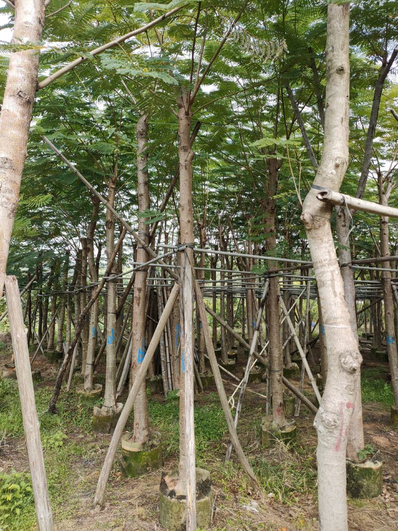 凤凰木10-15公分大叶（花）紫薇8-10公分