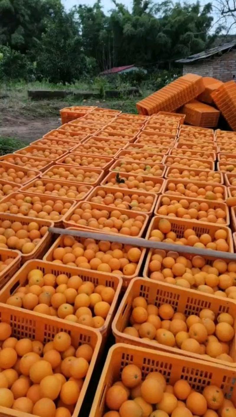 四川脐橙大量上市，颜色味道巴适，甜度高，果型漂亮，无籽