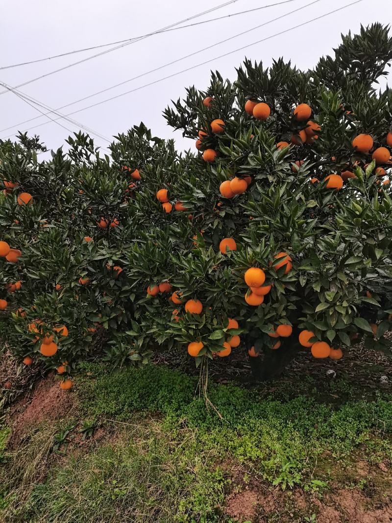 四川脐橙大量上市，颜色味道巴适，甜度高，果型漂亮，无籽