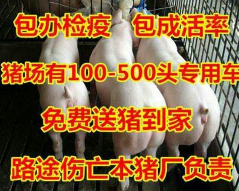 精品杜洛克三元仔猪防疫完善猪场看猪包运输包成活