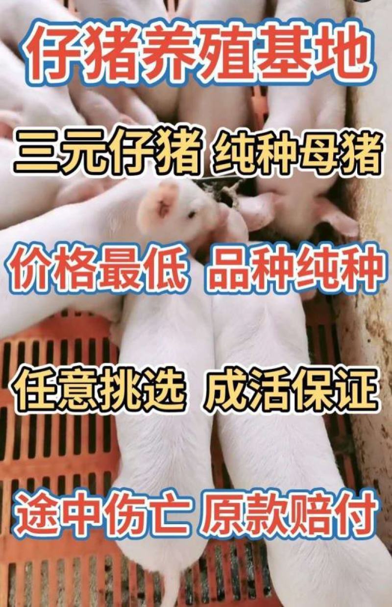 精品杜洛克三元仔猪防疫完善猪场看猪包运输包成活