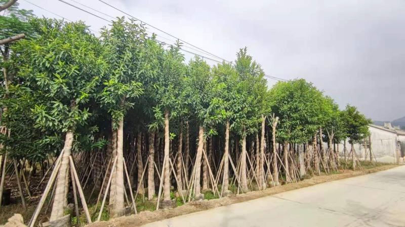 《诚信经营》水翁10-15公分