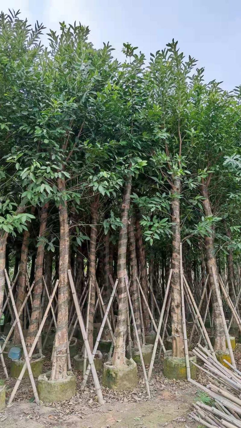 《诚信经营》水翁10-15公分