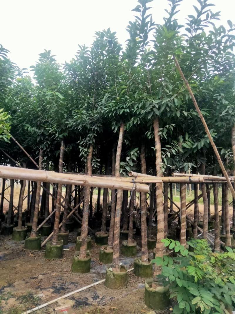 《诚信经营》水翁10-15公分