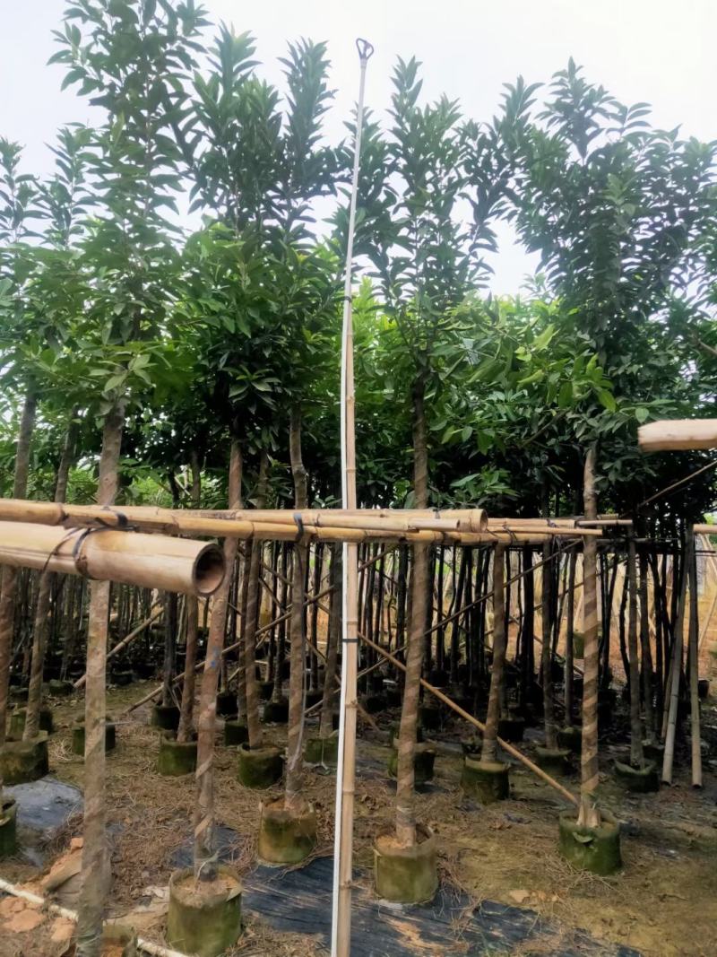 《诚信经营》水翁10-15公分