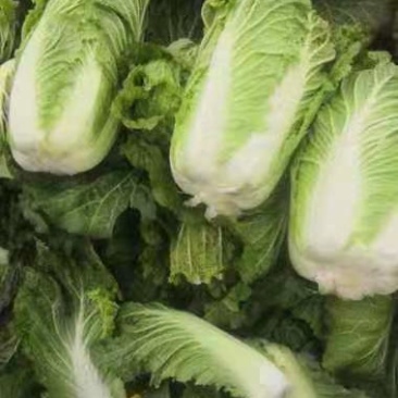 大白菜4~6斤净菜质优价廉，欢迎新老朋友联系