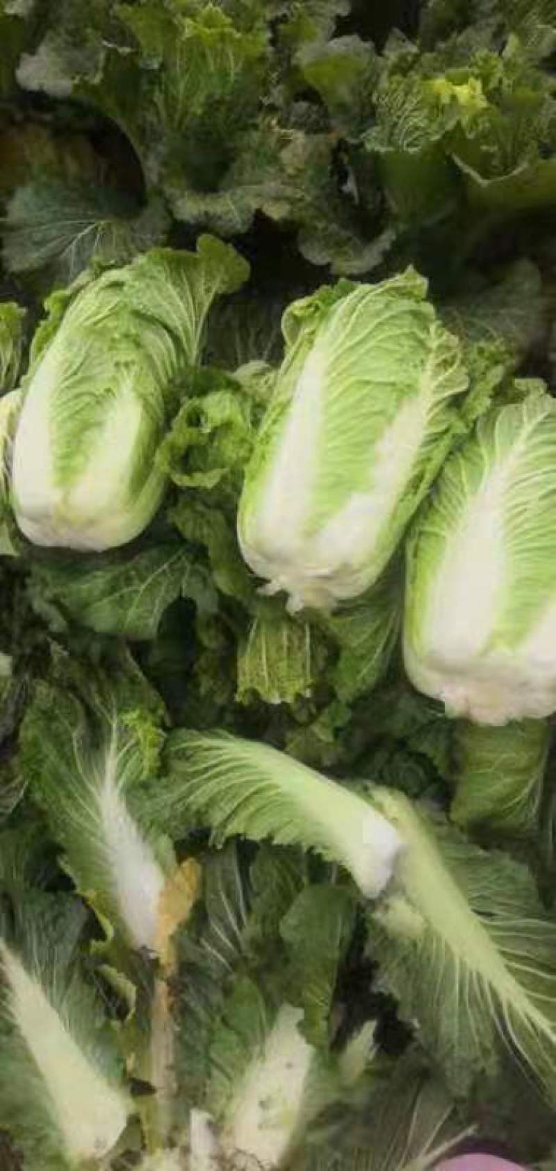 大白菜4~6斤净菜质优价廉，欢迎新老朋友联系