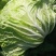 大白菜4~6斤净菜质优价廉，欢迎新老朋友联系