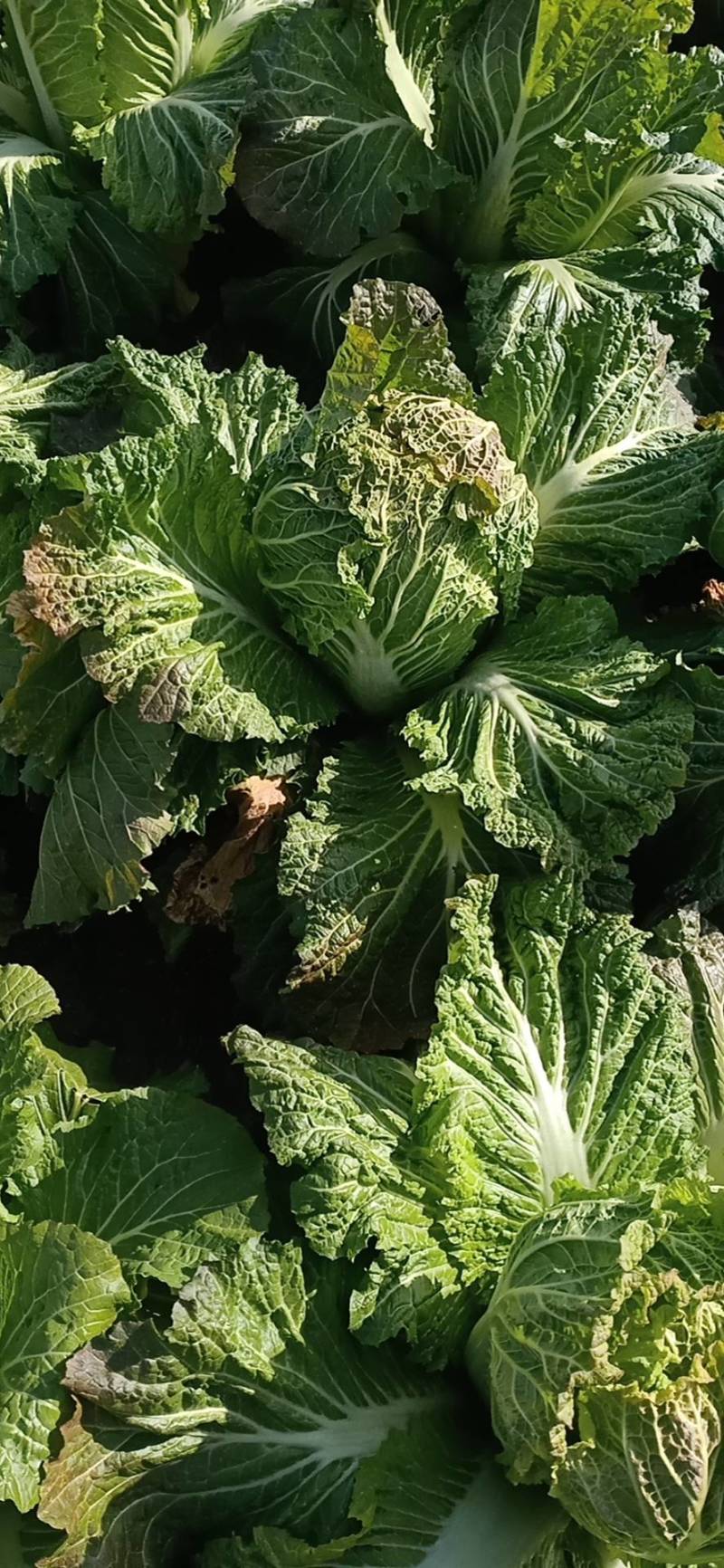 大白菜4~6斤净菜质优价廉，欢迎新老朋友联系