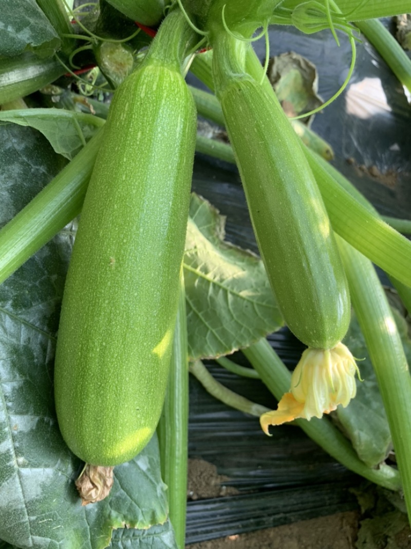 角瓜，西葫芦。大量大量下货