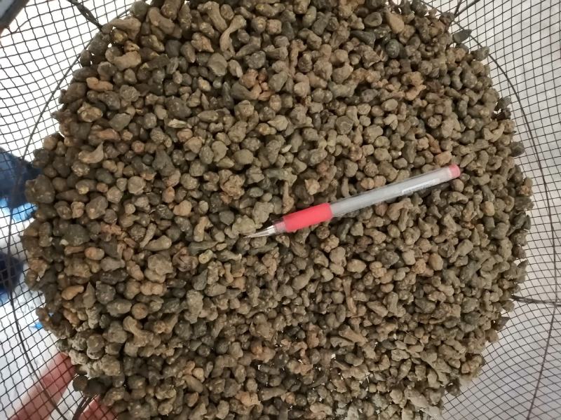 批发野生夏天无，一手货源，诚信经营，都是人工挑选！！