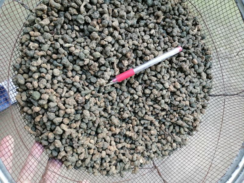 批发野生夏天无，一手货源，诚信经营，都是人工挑选！！