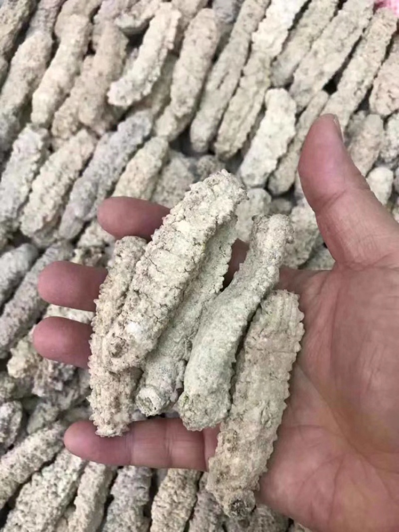 海参黄肉参原产发量大口感好