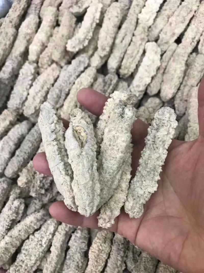 海参黄肉参原产发量大口感好