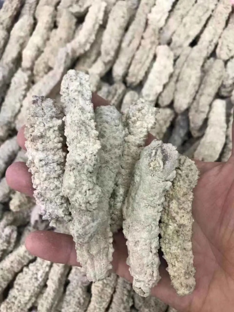 海参黄肉参原产发量大口感好