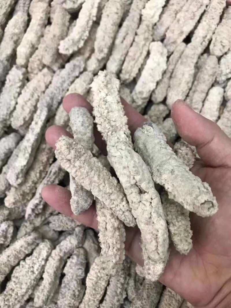 海参黄肉参原产发量大口感好