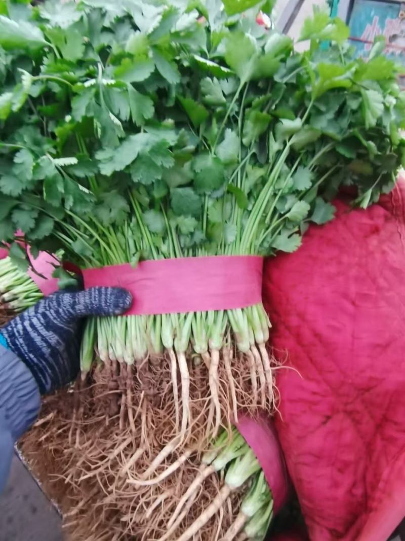 河北邯郸精品香菜大量上市质量好货源充足常年供应各大商超