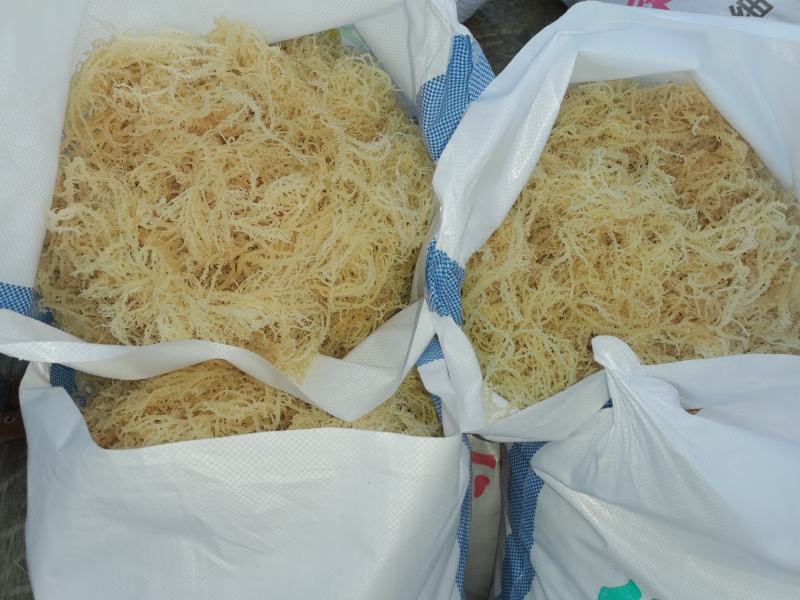 优质一手货源龙须菜潮菜，量大可按要求制作，条细白净。