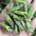稻蝗质量保证颜色好新稻蝗稻田蚂蚱